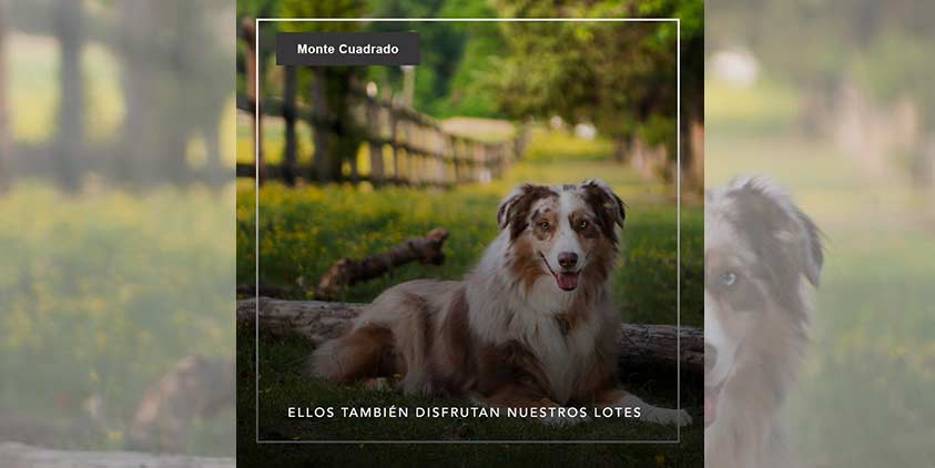 Perros felices